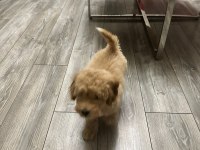 3 aylık yavru poodle