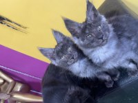 Safkan Main coon yavrular