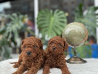 SAĞLIK VE IRK GARANTİLİ TOY POODLE