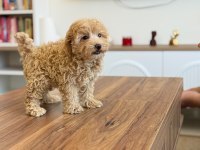 Aşılı Çiş Eğitimli Maltıpoo  Bebekler 
