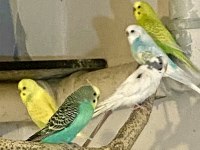 JUMBO KIRIĞI Yerli muhabbet kuşu Erkekler