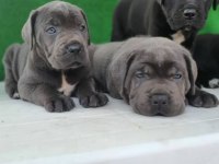 Elit Patiler Farkıyla Cane Corso Yavrular