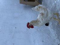 Adaklık Veya Beslemelik Köy Horozu