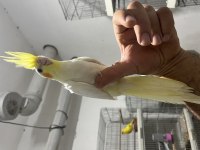Yeme düşmüş sultan papağanı
