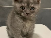 Anne Altından British Shorthair Yavrumuz