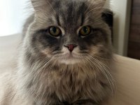 Chinchilla iran kırması erkek 1 yaşında