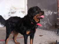 8 aylık rottweiler erkek sahiplendirilecek secersiz