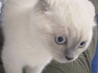 Daha tatlısı yok 3 aylık scottish fold