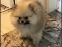 Oyuncu Pomeranian Boo