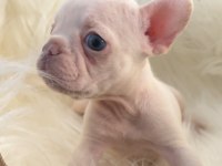 Ev bakımı french bulldog yavrularım