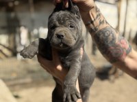 Dev anne baba dan dev cane corso yavrular