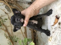 Konya içi elden teslim french bulldog yavrular