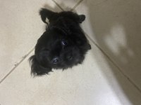 3 aylık tatlış pekinez yavrumuz