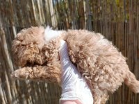 toy poodle bebeklerimiz rezervasyona açıktır