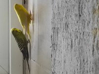 Vasıflı güzel genç muhabbet kuşlar bilezikli