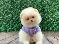 Sevimli Pomeranian Köpekler
