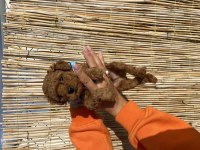 Ruhsatlı çiftliğimizden toy poodle