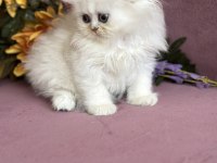 Orijinal Scottish Fold