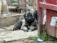 NAMLI SAFKAN KANGALIN YENİ YAVRULARI İLANDA