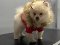 POMERANIAN BOO AYI SURAT