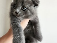 Safkan Bebeklerimizi Sahiplendiriyoruz Scottish Fold