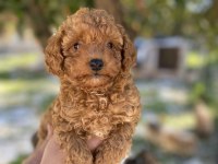 Erkek dişi toy poodle yavrular