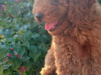 3 aylık dişi toy poodle