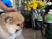 Pomeranian boo erkek köpeğimiz