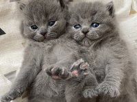 British shorthair ve longhair yavrularımıza yuva