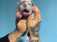 French bulldog yavrularımız ırk garantilidir