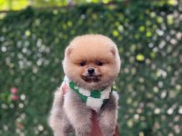 Show Kalite Pomeranian Boo Yavrular
