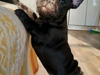 Egzotik merle french bulldog bebekler