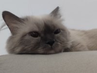 British Blue Point Longhair