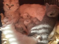 British longhair annenin bebişleri