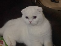 40 günlük yavrular scottish fold dişi straight erkek