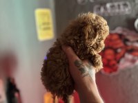 Teacup Toy Poodle