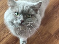 Acil British longhair ÜCRETSİZ SAHİPLENDİRME