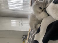 British longhair dişi kedimiz