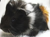 İstanbul Bağcılar sahibinden ginepig
