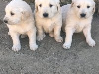 Golden Retriever Baby Face Yavrularımız