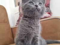 British shorthair