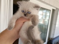 45 günlük scottish fold Yavrularım