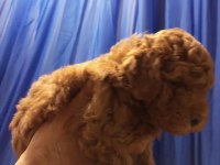 Şampiyonun poodle çocukları rezerve açıktır