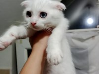 Pamuk prenses scottish fold