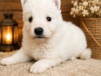 Safkan Alman Çoban Köpeği Yavruları Özel Renk