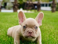 French Bulldog Yavruları Çiftlikten 
