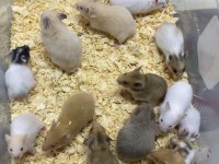 Isırma yapmayan yavru hamster en uygun bizde