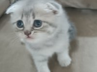 Scottish fold yavrumuz yeni yuvasına gitmeye hazır