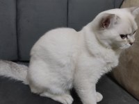 British shorthair orjinal