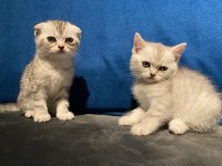 Silver British shorthair yavrular